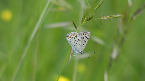 Lycaena tityrus