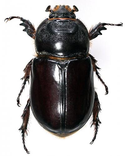 Réf. 183 914 : Oryctes nasicornis
