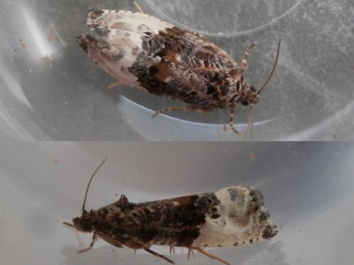 Réf. 183 407 : Hedya nubiferana