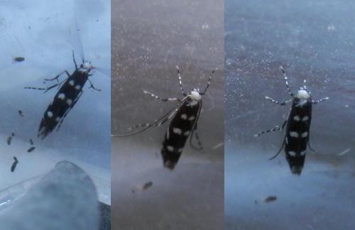Réf. 183 578 : Parectopa robiniella