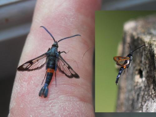Réf. 183 654 : Synanthedon myopaeformis
