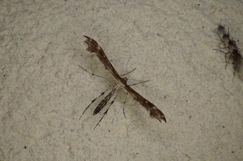 Oxyptilus sp.