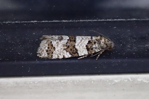 Isotrias rectifasciana
