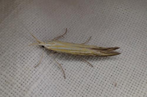 Coleophora sp.