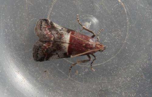 Réf. 183 697 : Acrobasis marmorea