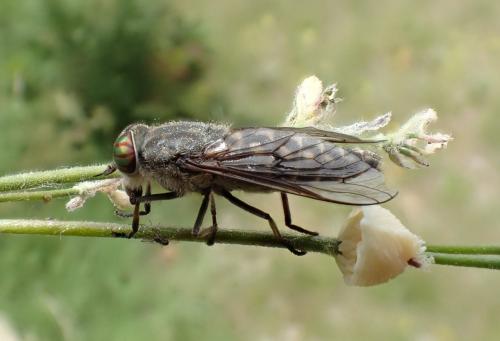 Tabanus quatuornotatus