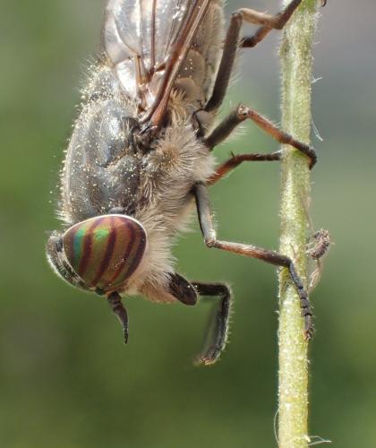 Tabanus quatuornotatus