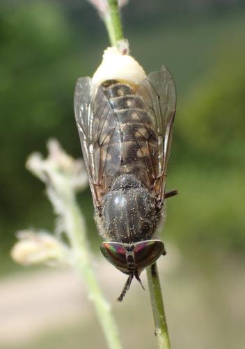 Tabanus quatuornotatus