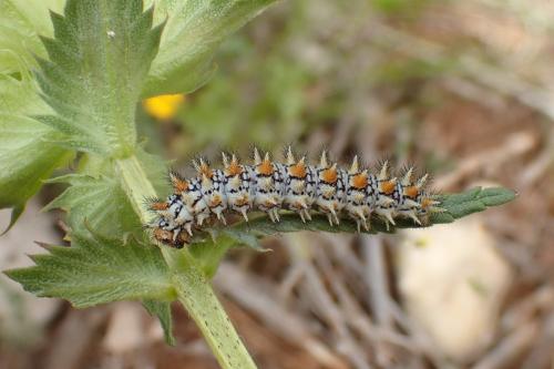 Melitaea didyma
