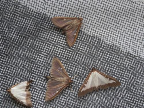 Cydalima perspectalis