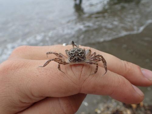 Ocypode pallidula