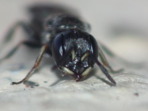 Passaloecus ribauti