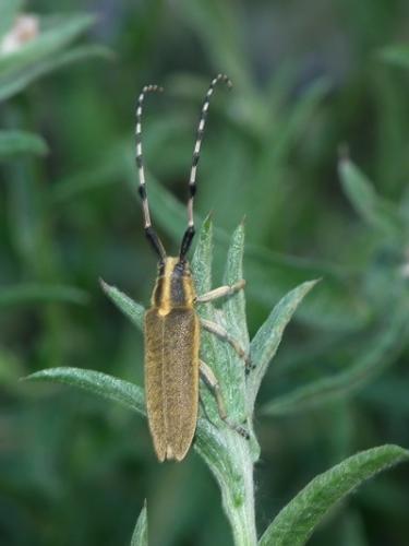 Réf. 183 499 : Agapanthia dahli