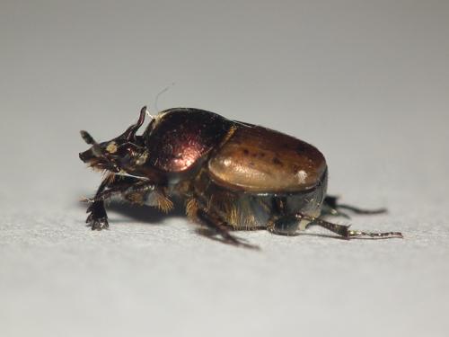Onthophagus coenobita