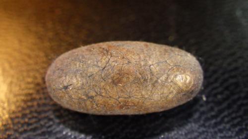 Ophion obscuratus