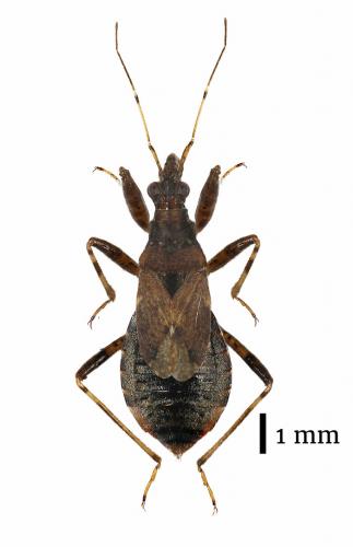 Réf. 183 388 : Himacerus mirmicoides