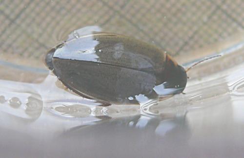 Réf. 183 500 : Colymbetes fuscus