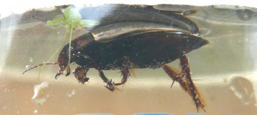 Colymbetes fuscus