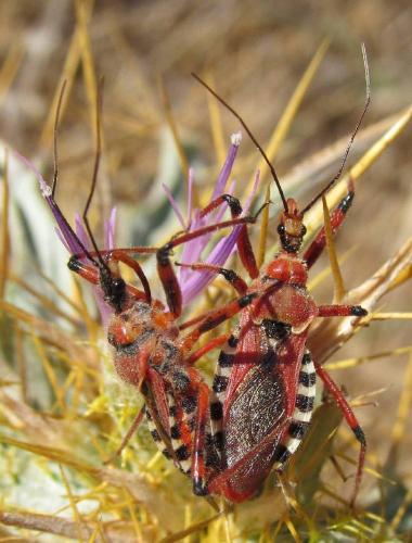 Rhynocoris sp.