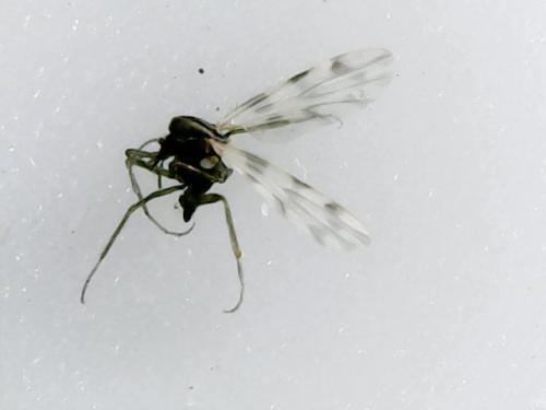 Réf. 183 975 : Culicoides sp.