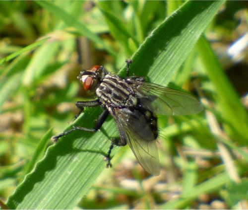 Sarcophaga sp.