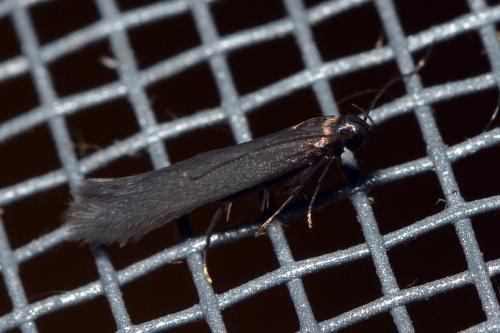 Réf. 183 537 : Scythris sp.