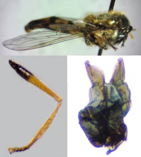 Eupeodes latifasciatus