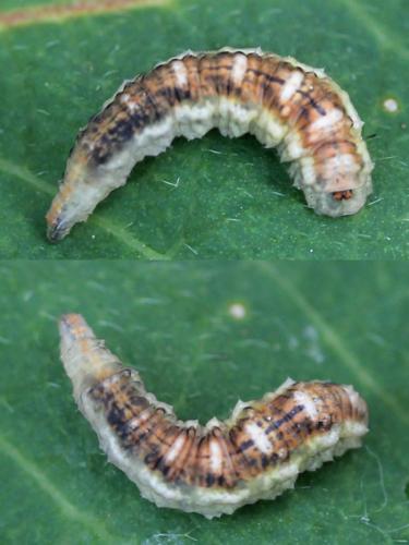 Réf. 183 381 : Eupeodes latifasciatus
