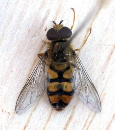 Réf. 183 382 : Eupeodes latifasciatus