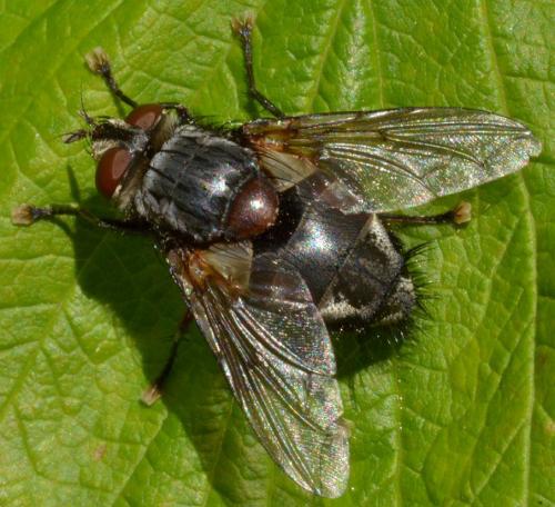 Blepharipa pratensis
