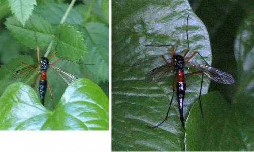 Tanyptera nigricornis