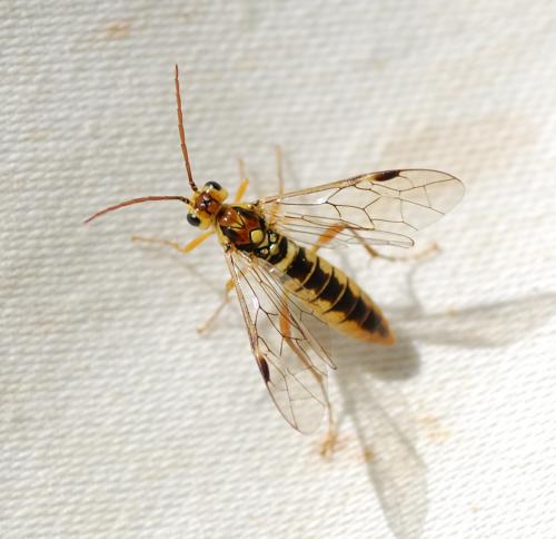 Réf. 183 363 : Tenthredopsis sordida