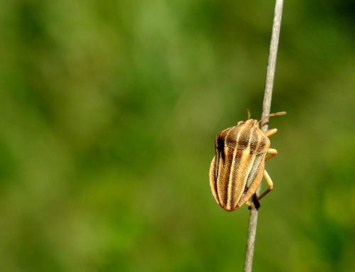 Réf. 183 856 : Tholagmus flavolineatus