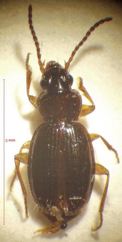 Trechus maritimus
