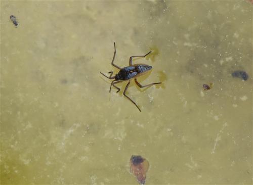 Velia sp.