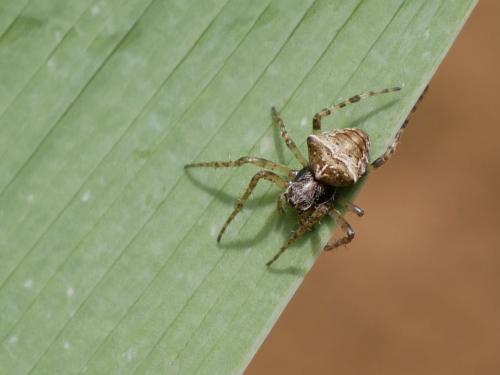 Réf. 183 187 : Gibbaranea bituberculata