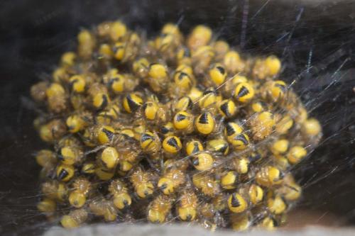 Araneus diadematus