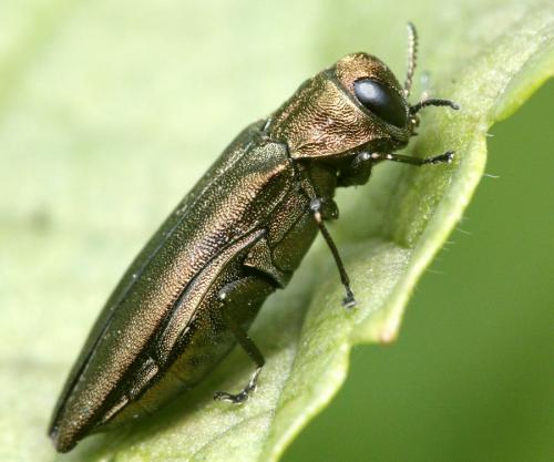 Réf. 183 122 : Agrilus ribesi