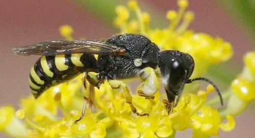 Réf. 183 833 : Lestica clypeata