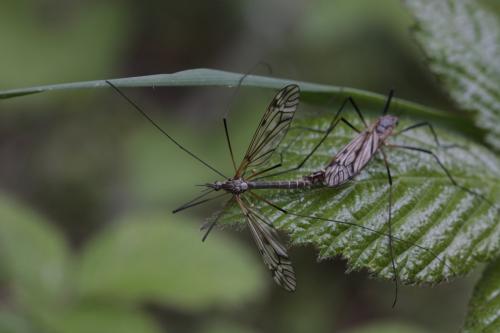 Tipula varipennis