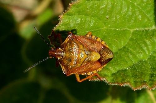 Carpocoris purpureipennis