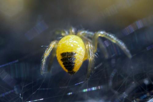 Araneus diadematus