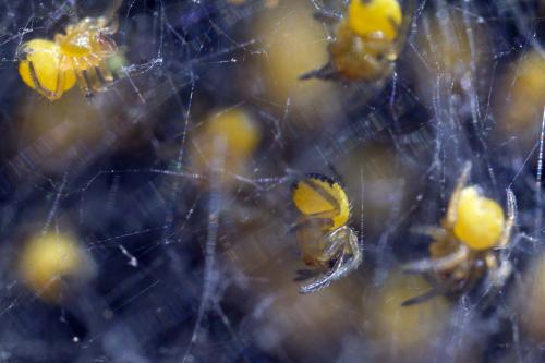 Araneus diadematus