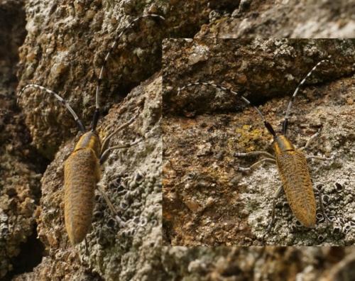 Agapanthia villosoviridescens