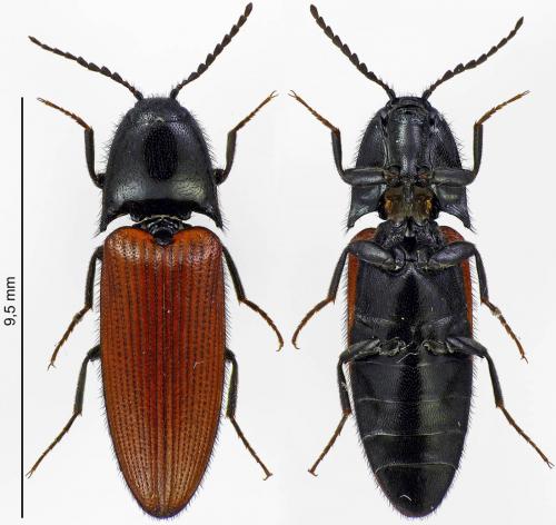 Réf. 183 435 : Ampedus sp.