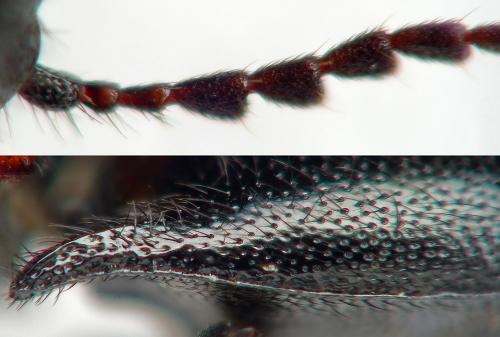 Ampedus sp.