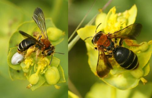 Réf. 183 215 : Andrena limbata