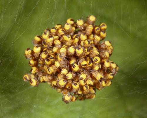 Réf. 183 318 : Araneus sp.