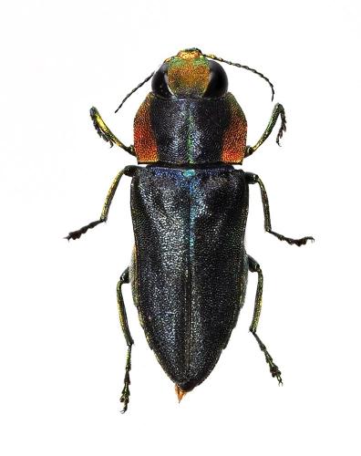 Réf. 183 926 : Anthaxia ariadna