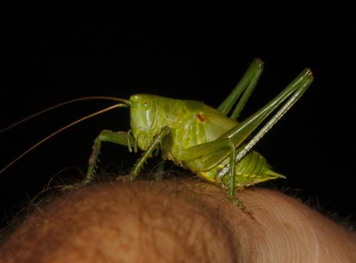 Tettigonia viridissima
